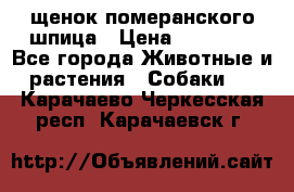 щенок померанского шпица › Цена ­ 45 000 - Все города Животные и растения » Собаки   . Карачаево-Черкесская респ.,Карачаевск г.